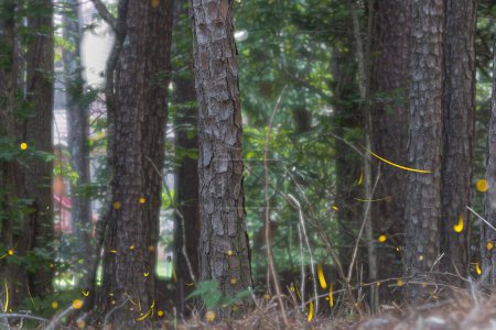 Téléchargez les photos : Composite de plusieurs images empilées ensemble montre de nombreux lucioles mouvement flou et émettant des stries de lumière jaune. - en image libre de droit