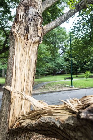 Ein Baumstamm zersplittert, nachdem ein schwerer Sturm in der Nacht zuvor einen Park in Atlanta getroffen hatte.