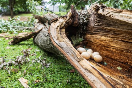 Photo for A hollowed out tree branch contains several bird eggs after the branch broke off tree during a severe storm. - Royalty Free Image