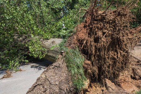 Un gigantesco árbol viejo de madera dura yace caído y completamente desarraigado a través de un sendero en un parque de Atlanta después de una tormenta severa.