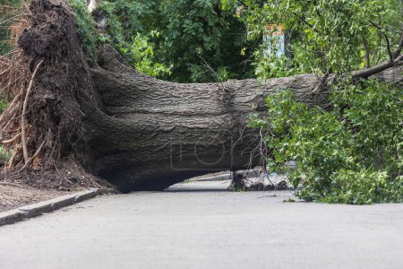 Un vieux feuillu massif est tombé sur un sentier pédestre dans un parc d'Atlanta après une violente tempête.