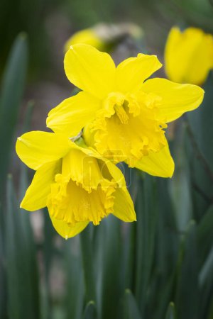 Photo for Close up of two Daffodil flowers against a shallow depth of field background - Royalty Free Image