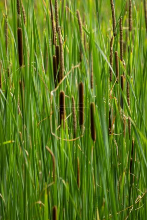 Photo for Abstract image of Reed Mace also known as bulrushes - Royalty Free Image