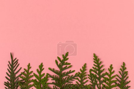 Photo for Winter tree line made of Christmas tree branches. Christmas background in minimalist style. - Royalty Free Image