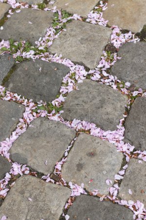 Téléchargez les photos : Des pétales de sakura rose sont tombés sur les pavés. Photo de rue minimaliste. - en image libre de droit