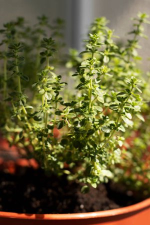 Photo for Variegated lemon thyme. Plant in the pot on windowsill. - Royalty Free Image
