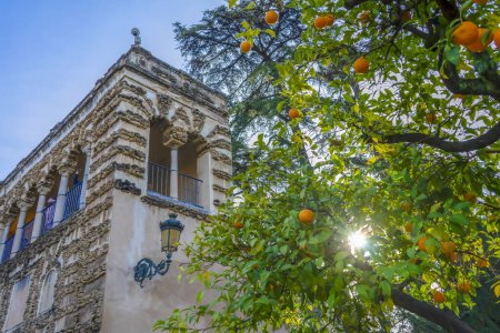 Téléchargez les photos : SEVILLA, SPAIN - DECEMBER 31, 2022: Gardens of the Real Alcazar in Sevilla, Spain on December 31, 2022 - en image libre de droit