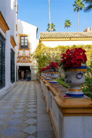 Téléchargez les photos : SEVILLA, SPAIN - DECEMBER 31, 2022: Red christmas traditional flowers in the gardens of the Real Alcazar in Sevilla, Spain on December 31, 2022 - en image libre de droit
