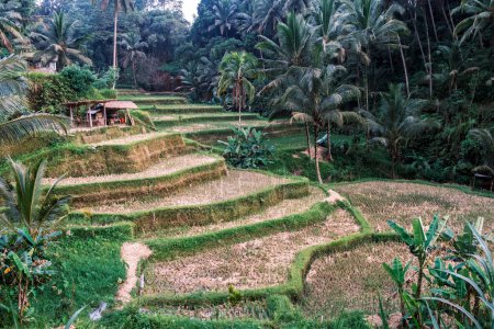Foto de Terrazas de arroz Tegallalang en Ubud en la isla de Bali en Indonesia. Pintorescos campos de arroz en cascada con palmeras en el fondo. Naturaleza, lugares de interés de Bali. - Imagen libre de derechos