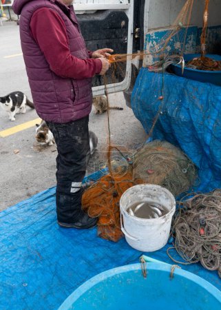 Photo for The fisherman is pulling fish out of the net and the cats are asking the fisherman for fish. Selective focus. - Royalty Free Image