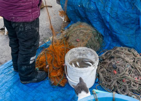 Foto de El pescador está sacando pescado de la red y los gatos le están pidiendo pescado al pescador. Enfoque selectivo. - Imagen libre de derechos