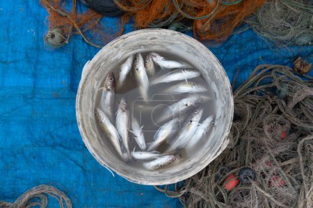 Horse-mackerel from fishing net in bucket of water