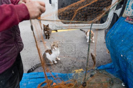 The fisherman is pulling fish out of the net and the cats are asking the fisherman for fish. Selective focus.