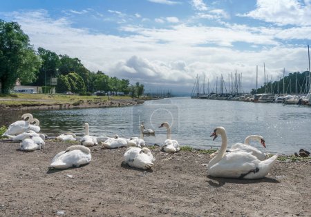Photo for In the foreground, a group of graceful white swans float serenely on the still waters of the fjord. Their elongated necks and slender bodies create elegant silhouettes against the reflective surface of the water, and their pristine white feathers cat - Royalty Free Image