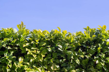 Téléchargez les photos : Des buissons de PRUNUS LAUROCERASUS contre le ciel bleu. - en image libre de droit