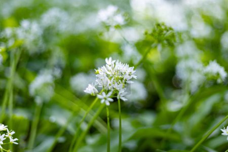Photo for Allium ursinum is blooming - Royalty Free Image