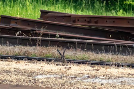 Hare on the rails. Wildlife and civilization