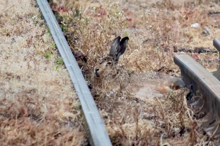 Hare on the rails. Wildlife and civilization