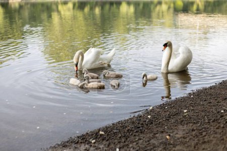 Swans with chicks on the river