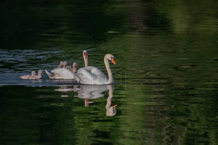 Swans with chicks on the river