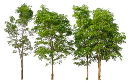 panorama tree shooting with isolated pn white background with clipping path inside this picture