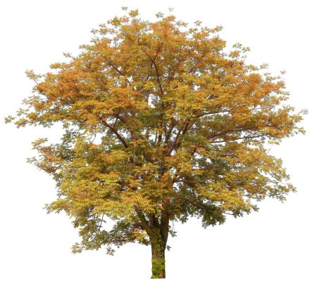 árbol de otoño aislado sobre fondo blanco con camino de recorte