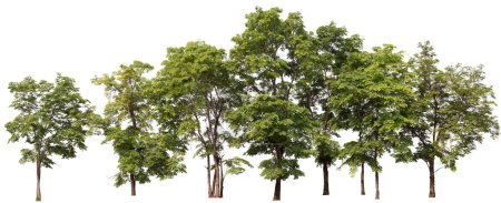 Photo for Panorama tree shooting with isolated pn white background with clipping path inside this picture - Royalty Free Image