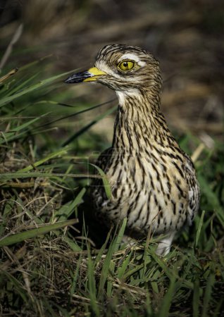 A spotted thick - knee photographed in Rietvlei Nature Reserve, Gauteng, South Africa.