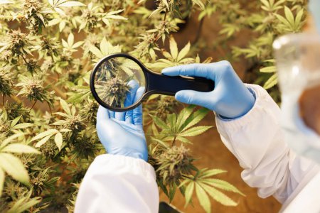 Photo for Researcher hand holding a marijuana plant. Concept farm marijuana plantation. CBD hemp oil. - Royalty Free Image