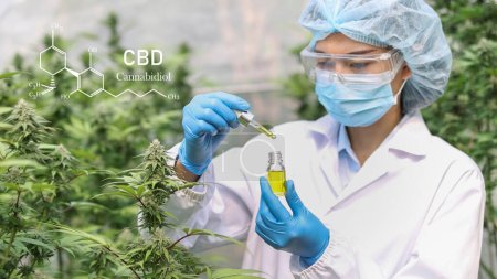 Photo for CBD elements in Cannabis, Hemp oil. Concept of herbal alternative medicine. - Royalty Free Image