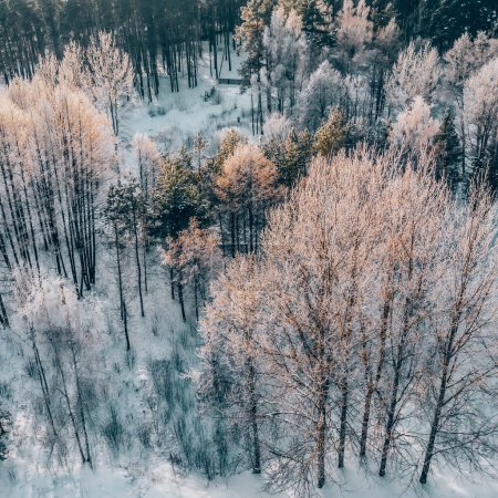 Téléchargez les photos : Vue aérienne de la forêt d'hiver. Arbres nus enneigés. Belle nature d'en haut. - en image libre de droit