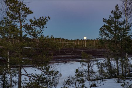Foto de Hermoso paisaje de naturaleza letona. Nieve en el suelo. Bosque de pinos. Luna llena.. - Imagen libre de derechos