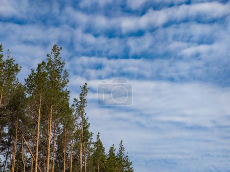 Foto de Paisaje escénico. Cielo nublado azul. Bosque de pino. - Imagen libre de derechos