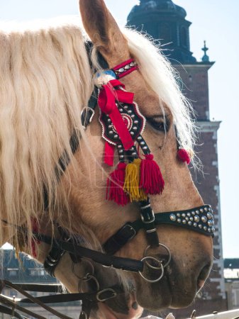Foto de Ponis en nuevo arnés decorativo hermoso. Equipos para caballos. - Imagen libre de derechos