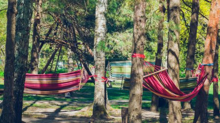Photo for Hammocks strung between the trees in the forest. - Royalty Free Image