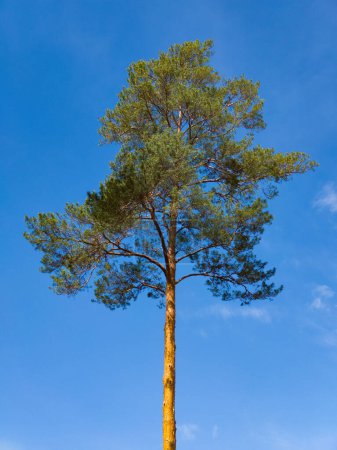 Photo for Lonely tall pine. Blue sky. Bottom view. - Royalty Free Image