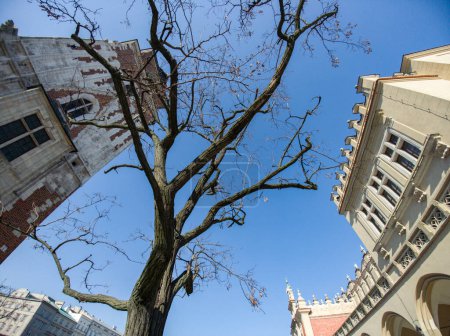 Foto de Una vista desde abajo de un árbol seco y muerto y la arquitectura europea moderna. Cracovia, Polonia. Cielo azul. - Imagen libre de derechos