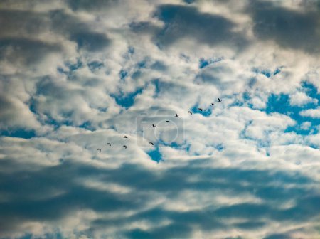 Photo for Beautiful nature background. Blue sky with white clouds. - Royalty Free Image