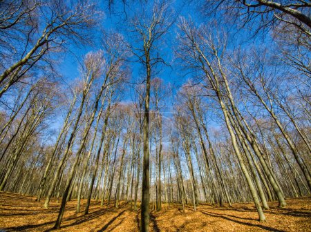 Téléchargez les photos : Vue du fond du ciel bleu et des arbres. Forêt d'automne ou de printemps. Belle nature. - en image libre de droit