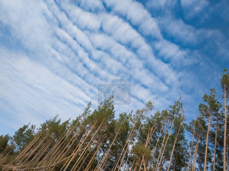 Téléchargez les photos : Paysage pittoresque. Ciel nuageux bleu. Une forêt de pins. Belle nature. - en image libre de droit