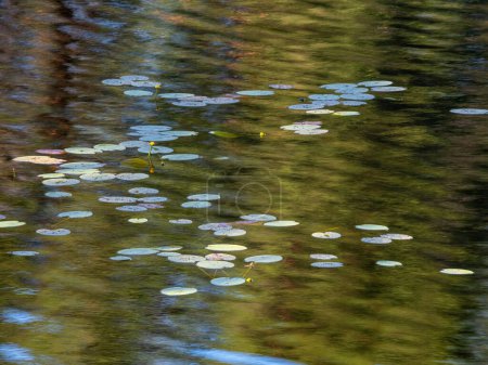 Photo for Nature background. Water lilies and Lily pads in river - Royalty Free Image