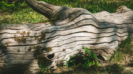 Téléchargez les photos : Un grand tronc d'un vieil arbre avec de la mousse repose sur le sol. - en image libre de droit