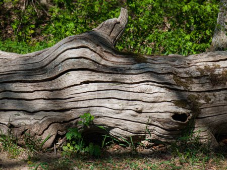 Foto de Un gran tronco de un viejo árbol con musgo yace en el suelo. - Imagen libre de derechos