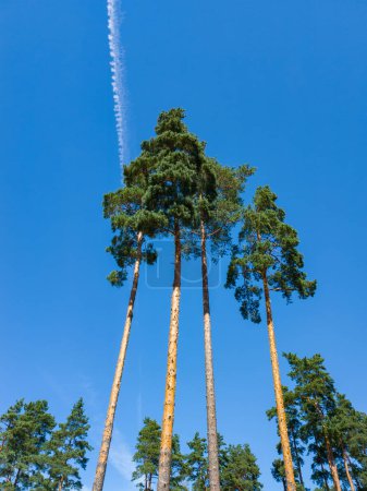 Photo for Lonely tall pine. Blue sky. White contrail. Bottom view. - Royalty Free Image