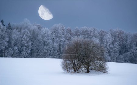 Téléchargez les photos : Beau paysage hivernal. Forêt enneigée. Arbre nu. Lune dans le ciel bleu. - en image libre de droit