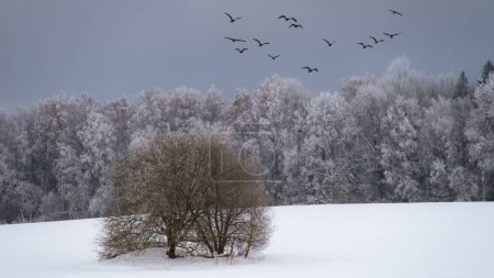 Téléchargez les photos : Beau paysage hivernal. Forêt enneigée. Arbre nu. Oiseaux dans le ciel gris. - en image libre de droit