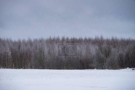 Téléchargez les photos : Beau paysage hivernal. Forêt enneigée. Des arbres nus. Ciel gris. - en image libre de droit