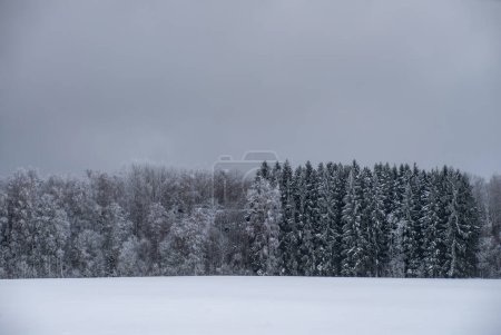 Téléchargez les photos : Beau paysage hivernal. Forêt enneigée. Des arbres nus. Ciel gris. - en image libre de droit