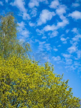 Photo for Spring or summer nature. Green trees. Blue sky on background - Royalty Free Image