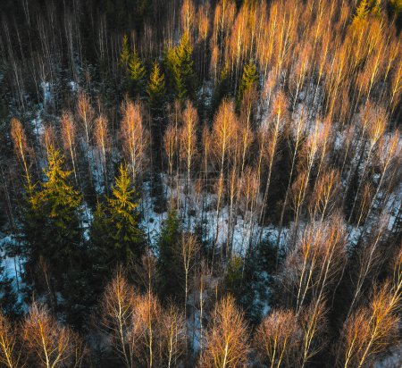Photo for Top view of forest. Pines and bare tees in sunlight. Winter landscape - Royalty Free Image